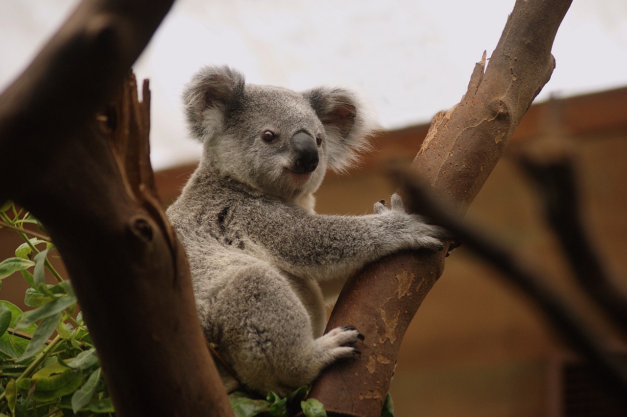 Koala in a tree.