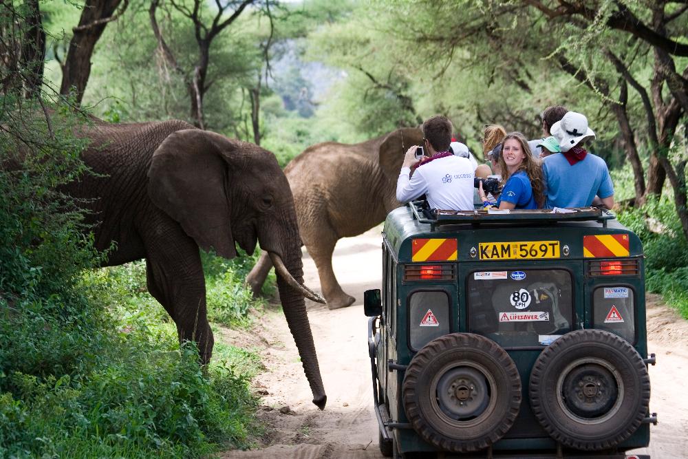 Spotting elephants on safari in Kenya