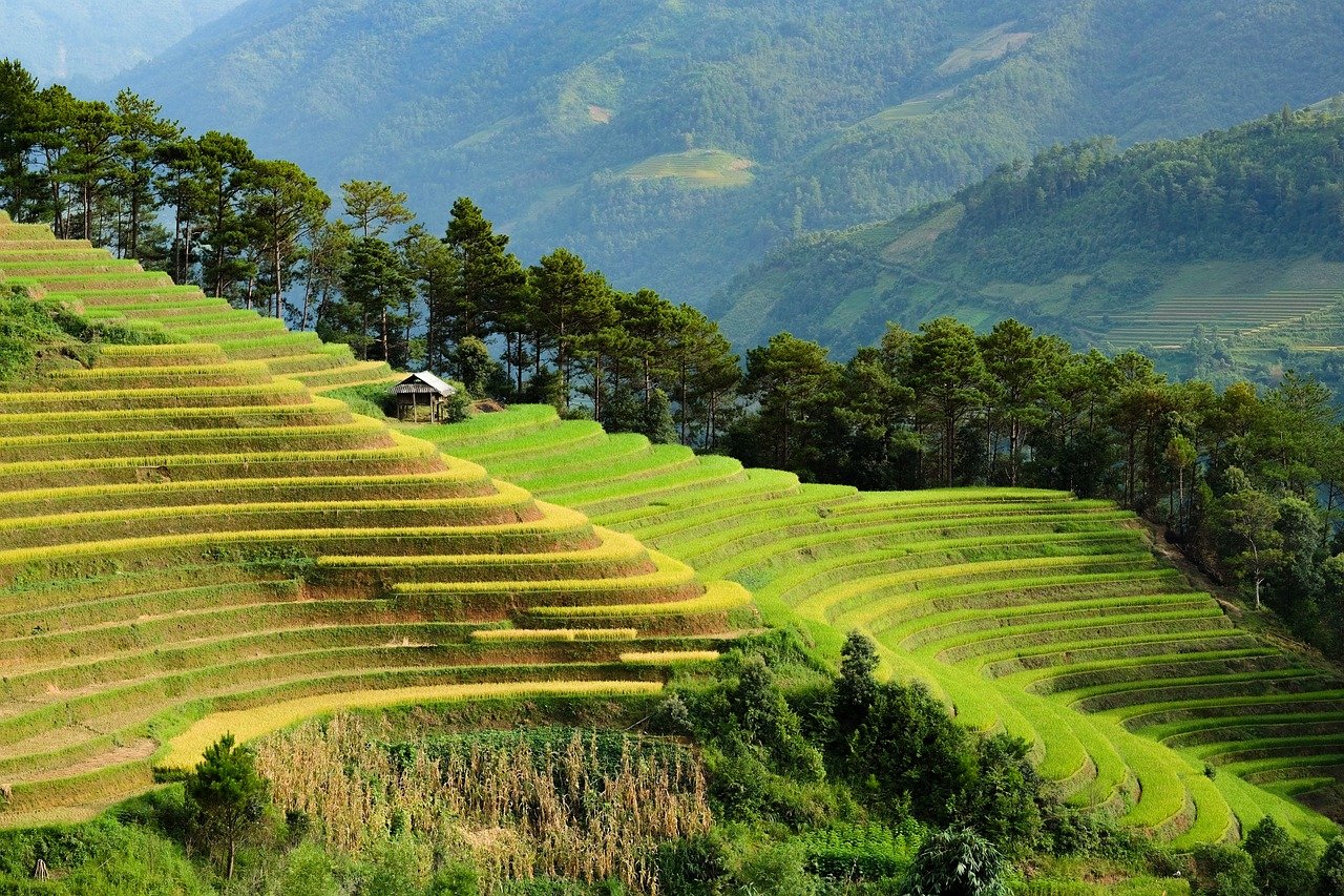 Rice terraces in Vietnam